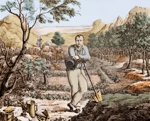 Trädgårdsmästaren av St Helena - Napoleon i exil på St Helena, gravyr