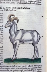 The Ibex in Historia Animalium av Conrad Gesner (1516 - 1565), Tiguri