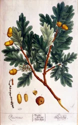 Eken (Quercus) - botanisk tavla