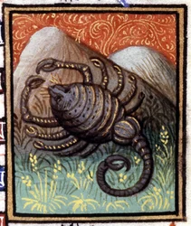 Skorpionen. Miniatyr av ett horoskop. 1400-talsmanuskript. Bibl. Trivulziana, Milano.