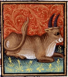 Oxen. Miniatyr av ett horoskop. 1400-talsmanuskript. Bibl. Trivulziana, Milano.