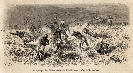 Karavanen av bärare av Henry Morton Stanleys expedition (1841-1904) på Misonghi-vägen (Östafrika) attackerades av ett moln av bin. Gravyr för att illustrera resan på jakt efter Livingstone, i centrala Afrika, av Henry Stanley, korrespondent för