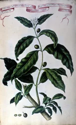 Kaffeträdet. 1800-tals herbarium.