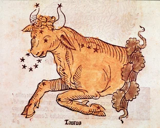 Tjurens stjärnbild Detalj kommer från "" Poeticon astronomicon"" tillskriven den romerske historikern Hygin (Gaius Julius Hyginus) (1:a århundradet f.Kr.) (tjurkonstellation, från "" Poeticon astronomicon"" tillskriven Hyginus (1:a århundradet f.Kr.)) 1482