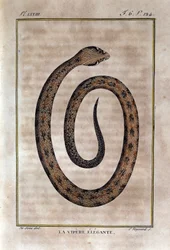 Den eleganta huggormen. Plåt tagen från ett naturhistoriskt förräderi av "" Works of Buffon"" av naturforskaren Georges Louis Leclerc, greve av Buffon (1707 - 1788). 1800-talet