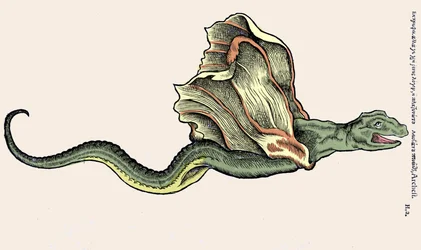 Den flygande draken Amphiptere (Amphithere eller Amphitere eller Amphipthere). Gravyr i Historia Animalium av Conrad Gesner (1516-1565), Tiguri