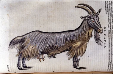 Geten efter Historia animalium av Konrad Gesner, Tiguri