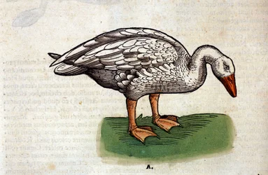 Gåsen efter Historia Animalium av Conrad Gesner, Tiguri 1560. Biblioteca Nazionale Braidense, Milano