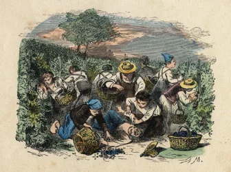 Skörden. 1800-talsillustration. Bianchetti samling