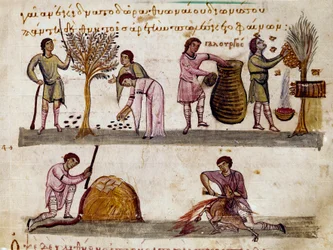 Skörden av oliver, produktionen av honung och lammslakten Miniatyr från jaktmjölkningen ""The Cynegetics"" av Oppian (Oppian eller Oppianus) i Syrien (3:e århundradet e.Kr.) tillägnad Caracalla. 1000-talets Venedig. Biblioteca Marciana