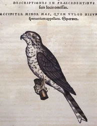 Duvhöken efter Conrad Gesners ”Historia Animalium”, Tiguri 1560. Biblioteca Nazionale Braidense, Milano