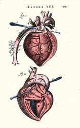 Hjärtat. Anatomisk tavla efter “Anathomy” av Erasmus Bartholin (Erasmus Bartholinus) (1625 - 1698) dansk läkare och fysiker. 1600-talet