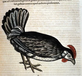 Hönan efter Historia Animalium av Conrad Gesner, Tiguri 1560. Biblioteca Nazionale Braidense, Milano