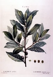 Lagerbladen. 1800-tals herbarium.