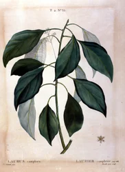 Lagerbladen: kamfer. 1800-tals herbarium.