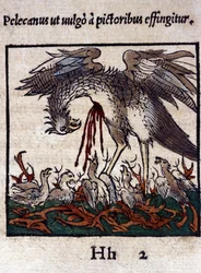 Legenden om pelikanen: han ger sitt blod och sina tarmar för att mata sina ungar. Ur Historiae animalium av Konrad Gesner, Tiguri