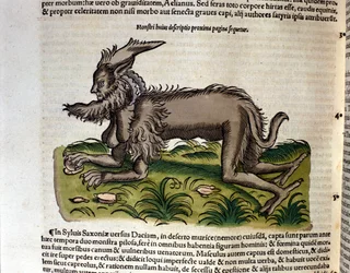 Mantikoran ur Historia Animalium av Conrad Gesner, Tiguri 1560. Biblioteca Nazionale Braidense, Milano