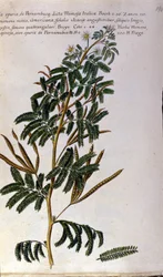 Mimosan, botanisk tavla, gravyr.