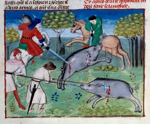 Vildsvinsjakten i miniatyr från "" The book of hunting"" av Gaston III Phoebus, greve av Foix, Lord of Bearn (1331-1391)