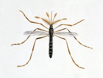 Myggan. Naturhistorisk styrelse. 1800-talet.