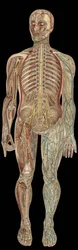 The nervous system.board in”The new natural medicine”” av F.E. Bilz.1898.