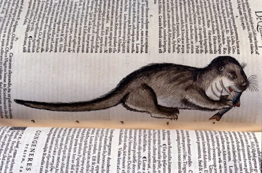 Uttern - Historia Animalium av Conrad Gesner (1516 - 1565), Tiguri