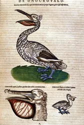Pelikanen från "History of Animals" av Konrad Gesner, Tiguri