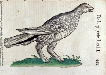 Riporna i djurens historia av Conrad Gesner (1516 - 1565), Tiguri