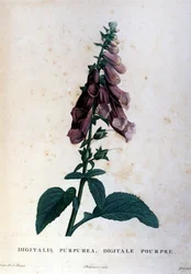 Den lila digitala. 1800-tals herbarium.
