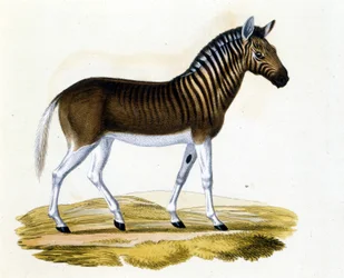 Quaggan (couagga), ett djur försvann omkring 1870: det var ett däggdjur nära hästen och zebra med ränder på halsen och huvudet. Gravyr från slutet av 1800-talet.