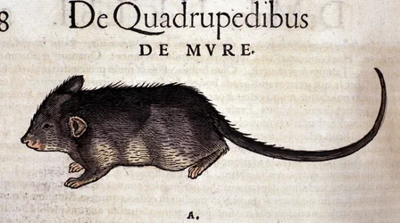 Råttan ur Conrad Gessners "Historia Animalium", Tiguri 1560. Biblioteca Nazionale Braidense, Milano.