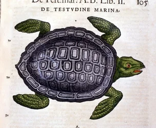 Havssköldpaddan, enligt Historia Animalium av Conrad Gesner, Tiguri 1560