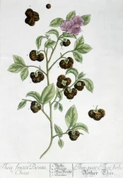 Teplantan Frutex Bontii - botanisk tavla