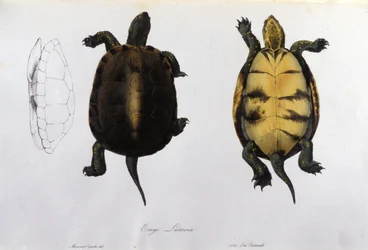 Malariasköldpaddan Emys Lutaria efter "Fauna Italica" av Bonaparte. Milano