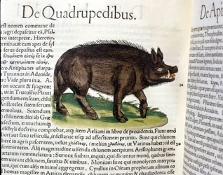 Vildsvinet efter Historia Animalium av Conrad Gesner, Tiguri 1560. Biblioteca Nazionale Braidense, Milano