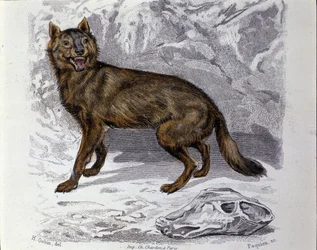 Vargen. Plåten hämtad från en naturhistorisk behandling av "" Works of Buffon"" av naturforskaren Georges Louis Leclerc, greve av Buffon (1707 - 1788). 1800-talet
