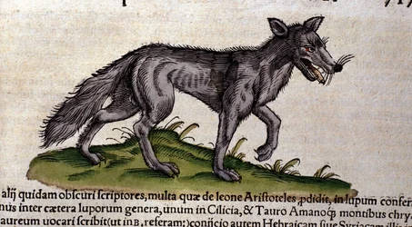 Vargen efter Historia Animalium av Conrad Gesner, Tiguri 1560. Biblioteca Nazionale Braidense, Milano