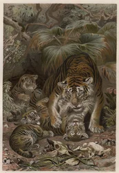Tiger med tigroner - Tiger (Panthera tigris) med ungar - gravyr från "" Brehm