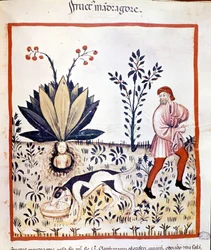 Medicinsk avhandling "Tacuinum sanitatis", 1300-talet. Skörd av alruna. Biblioteca Nazionale Braidense, Milano