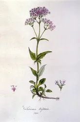 Vänderot. 1800-talsgravyr.