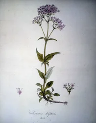 Valeriana lila eller Valeriana tripteris. 1800-tals herbarium.