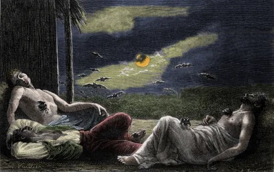 Vampyrfladdermus suger blod från män som sover på fullmånenätter. Gravyr av 1800-talet