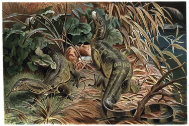 Varan - Ödla (Varanus) - gravyr från "" Brehms djurliv" av Alfred Edmund Brehm (1829-1884)