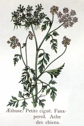 Giftiga botaniska växter: Aethusa, Little Hail, falsk persilja och hundvärk. Gravyr i "" Den naturliga medicinen "", av Friedrich Eduard Bilz (1842-1922)