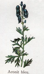 Venenösa botaniska växter: blå akonit. Gravyr i "" Den naturliga medicinen "", av Friedrich Eduard Bilz (1842-1922)