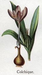Venenösa botaniska växter: kolkial. Gravyr i "" Den naturliga medicinen "", av Friedrich Eduard Bilz (1842-1922)