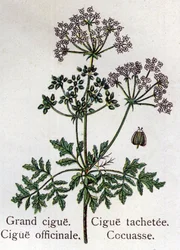 Giftiga botaniska växter: stora, officinala, fläckar och cocasse. Gravyr i "" La medication naturelle"", av Friedrich Eduard Bilz (1842-1922)