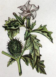 Venenösa botaniska växter: stramoine av äpple. Gravyr i "" Den naturliga medicinen "", av Friedrich Eduard Bilz (1842-1922)