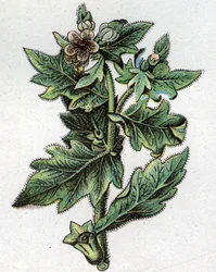 Venenösa botaniska växter: upp till. Gravyr i "" Den naturliga medicinen "", av Friedrich Eduard Bilz (1842-1922)