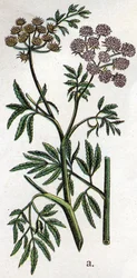 Giftiga botaniska växter: vattenhöna eller vattenhöna även känd som järnhöna (Cicuta virosa). Gravyr i "" Den naturliga medicinen "", av Friedrich Eduard Bilz (1842-1922)